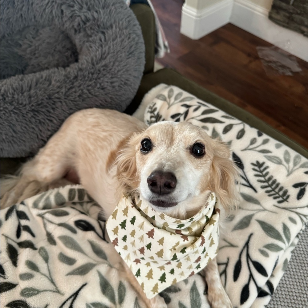 Kirkland’s Christmas Set of 2 Dog Bandanas 22 x 10”